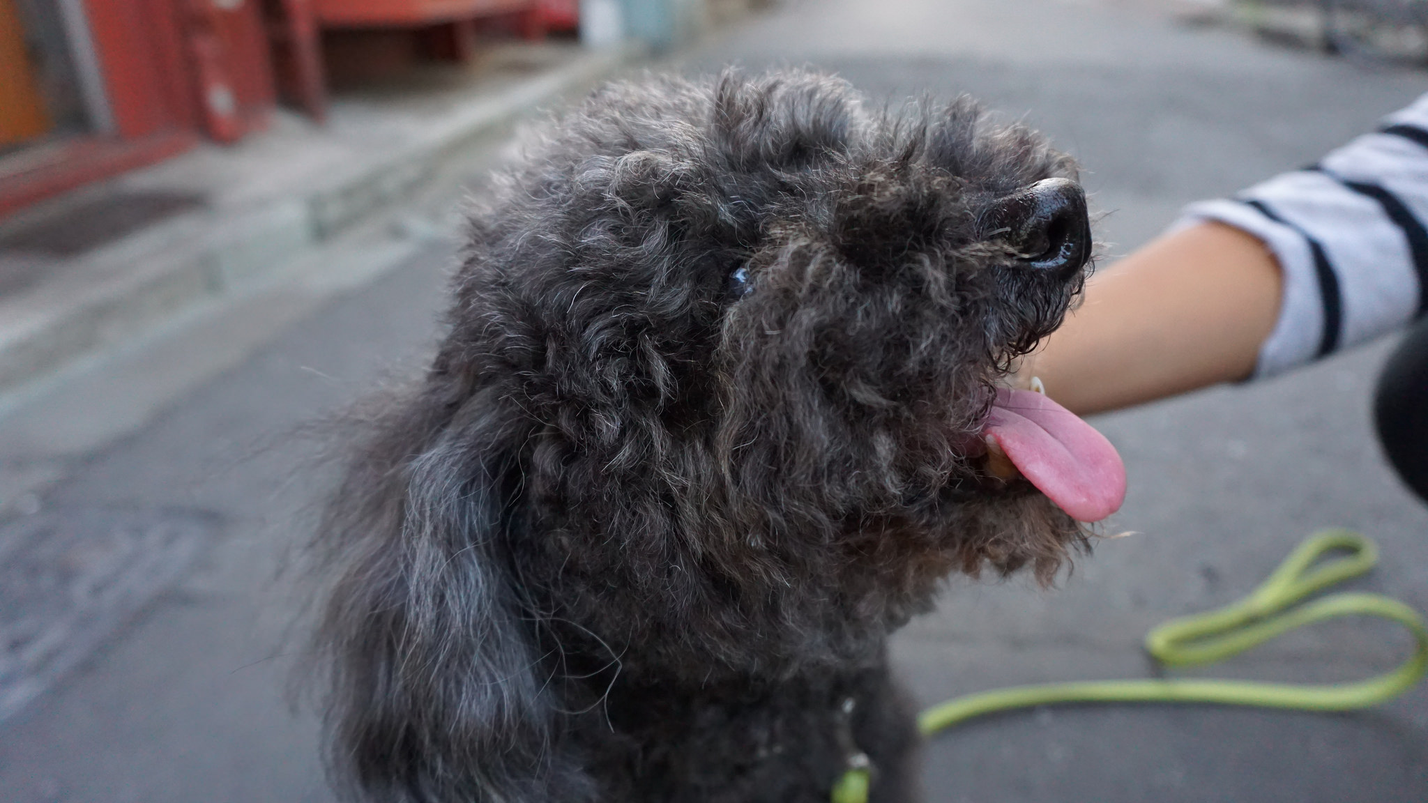 Playful cute dogs in Tokyo!