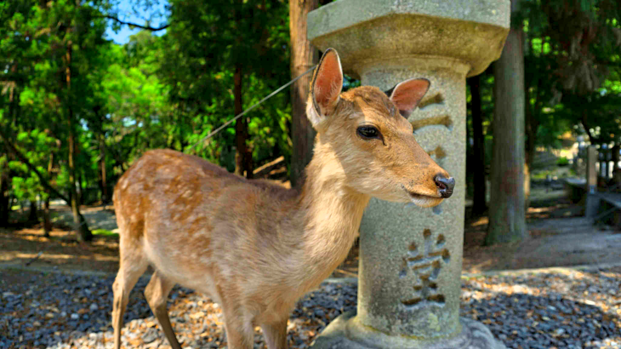 Deer around Nara